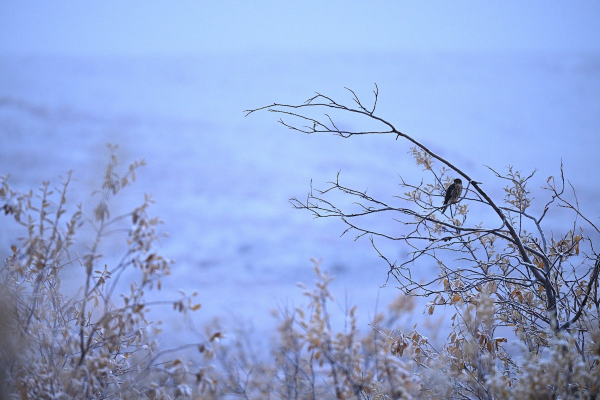 Merlin - ML641430809