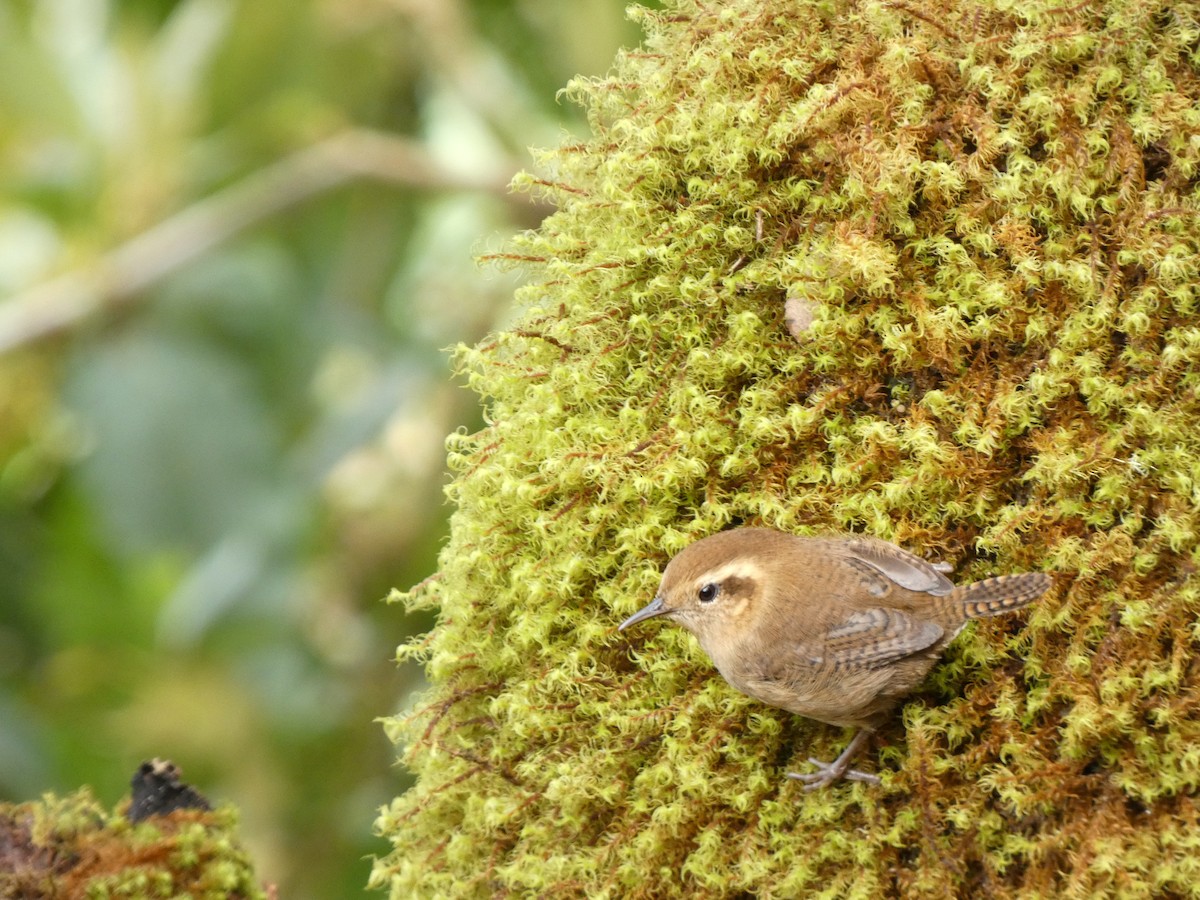 Mountain Wren - ML641430829