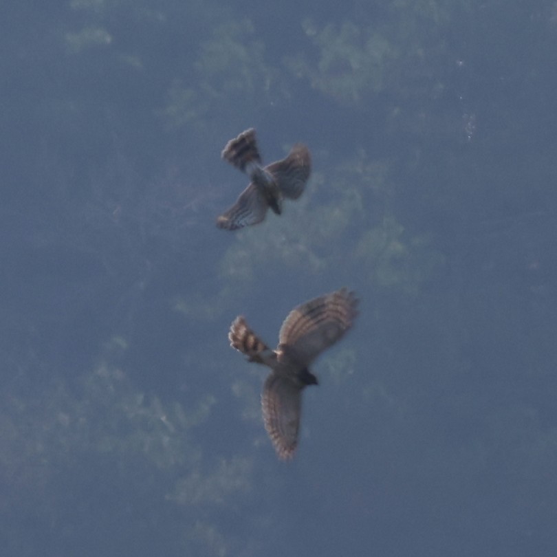 Aerospiza/Tachyspiza/Accipiter/Astur sp. - ML641430842