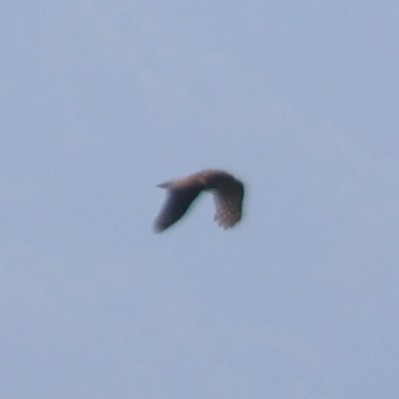 Aerospiza/Tachyspiza/Accipiter/Astur sp. - ML641430843