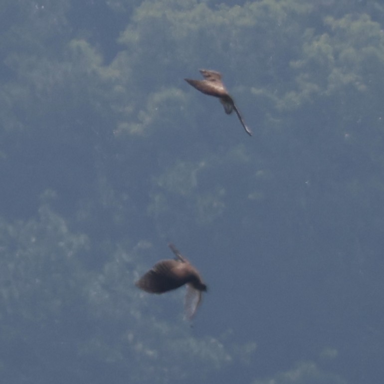 Aerospiza/Tachyspiza/Accipiter/Astur sp. - ML641430844