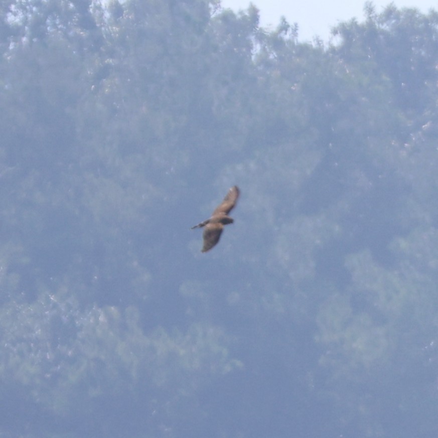 Aerospiza/Tachyspiza/Accipiter/Astur sp. - ML641430845