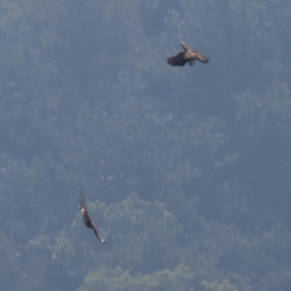 Aerospiza/Tachyspiza/Accipiter/Astur sp. - ML641430846
