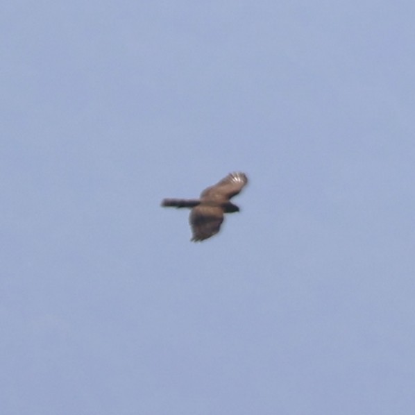 Aerospiza/Tachyspiza/Accipiter/Astur sp. - ML641430847