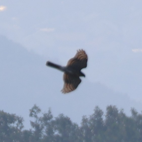 Aerospiza/Tachyspiza/Accipiter/Astur sp. - ML641430848