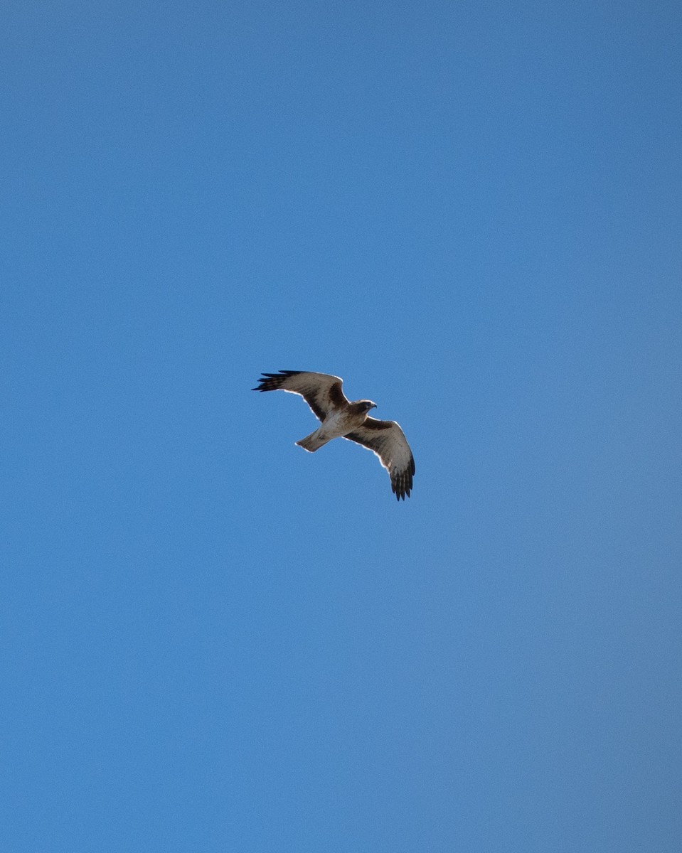 Little Eagle - ML641430850