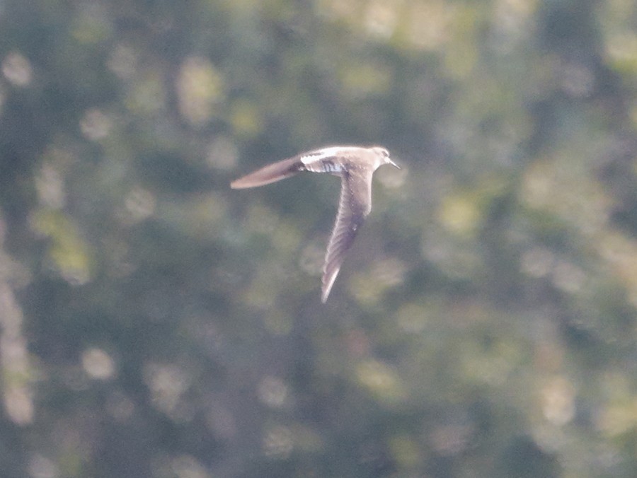 Solitary Sandpiper - Roger Horn