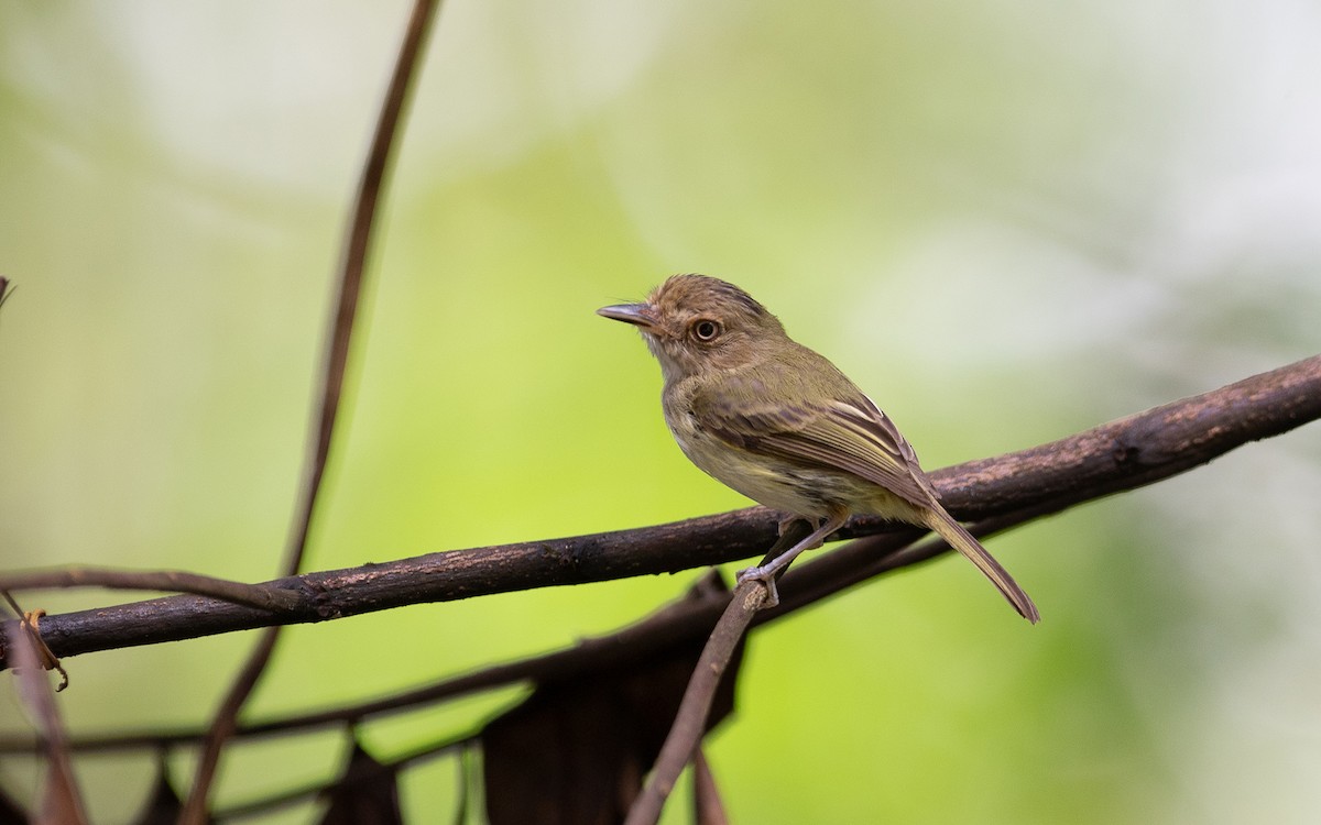 Helmeted Pygmy-Tyrant - ML641430857