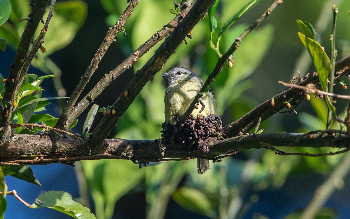 Yellow-crowned Tyrannulet - ML641430861