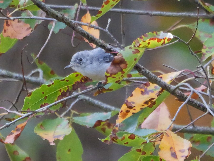 Blue-gray Gnatcatcher - Roger Horn