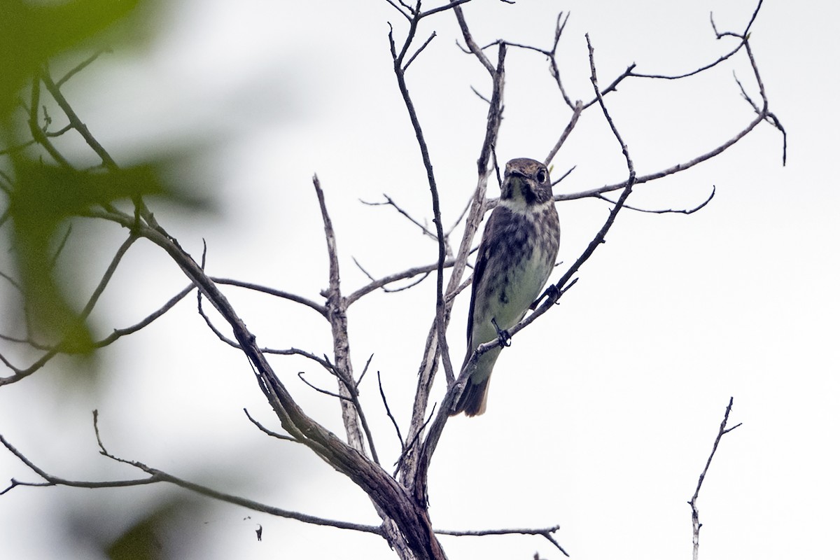 Euli-txori siberiarra - ML641430878