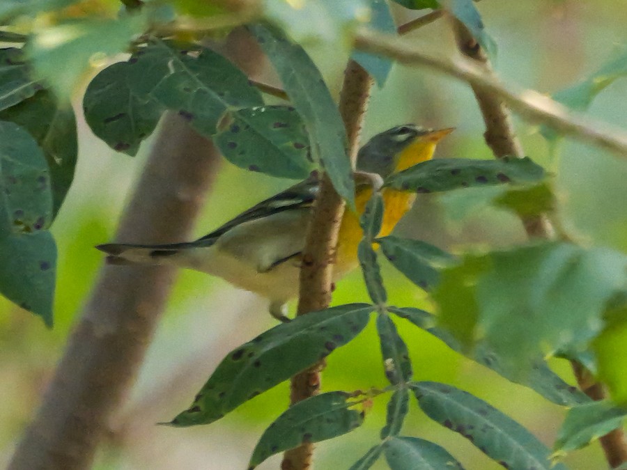 Northern Parula - Roger Horn