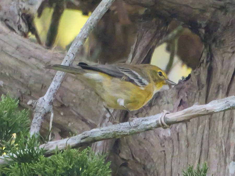 Pine Warbler - Roger Horn