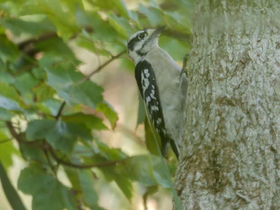 Downy Woodpecker (Eastern) - Roger Horn
