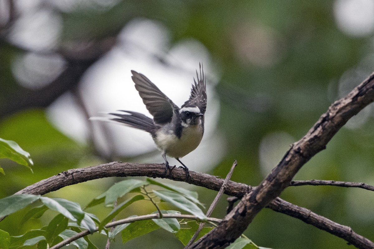 White-browed Fantail - ML641430906