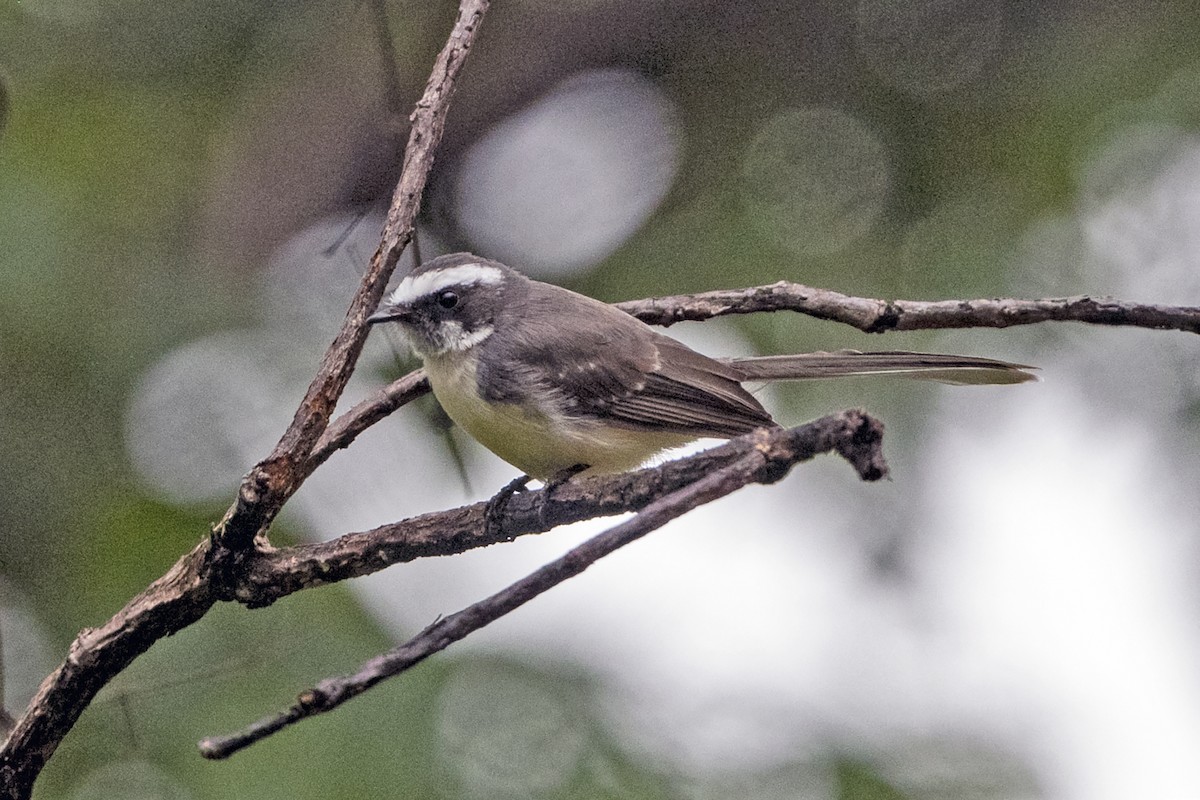 White-browed Fantail - ML641430907