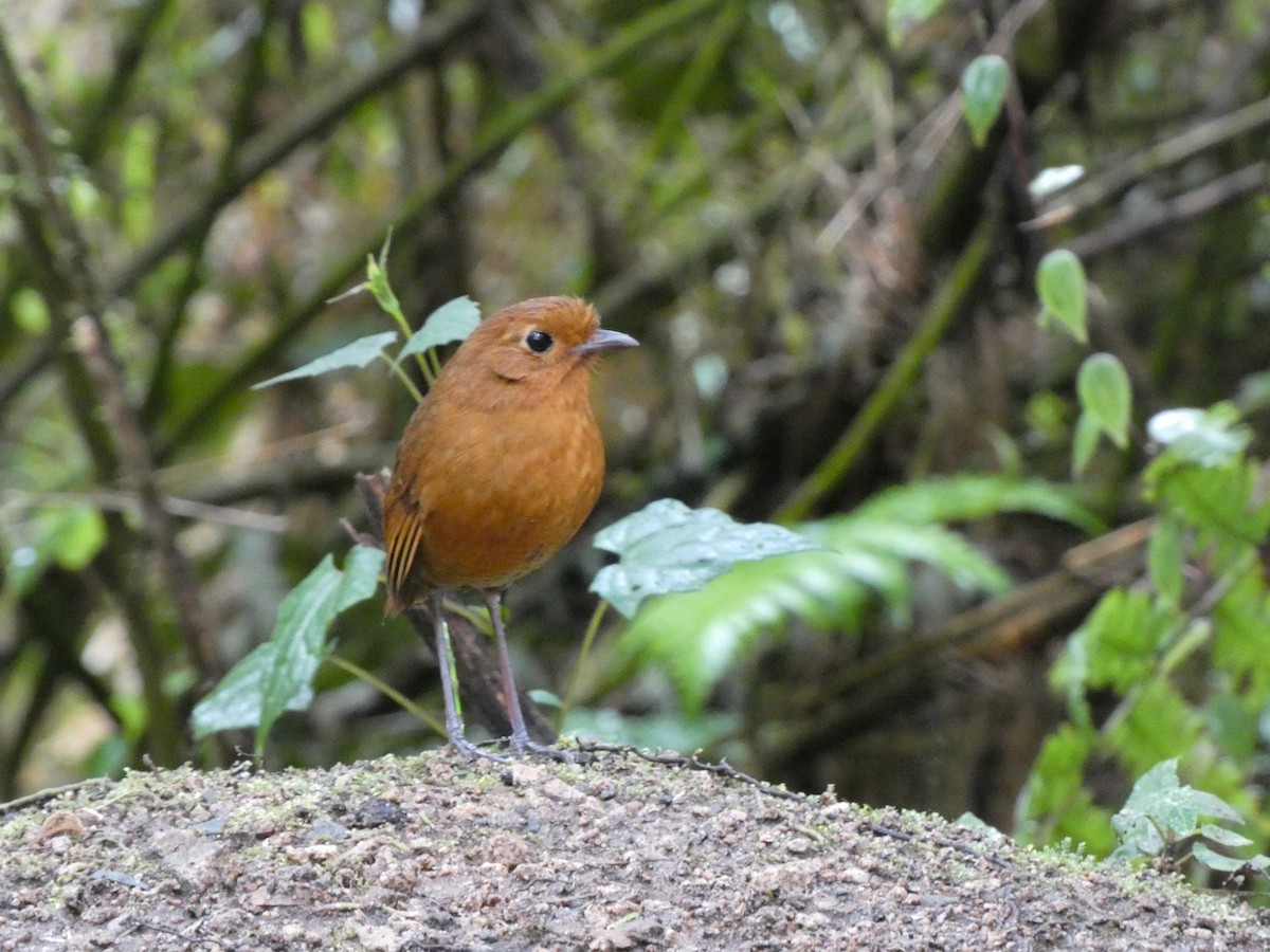 Equatorial Antpitta - ML641430924