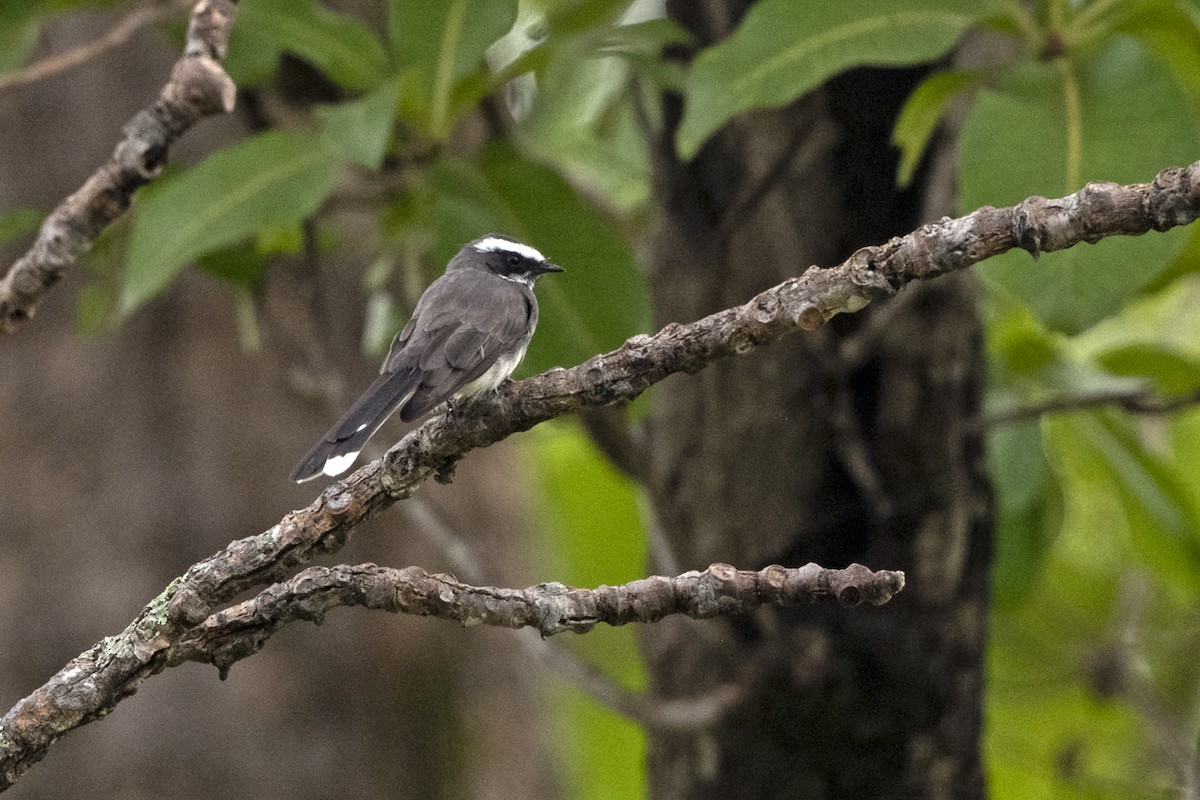 White-browed Fantail - ML641430929