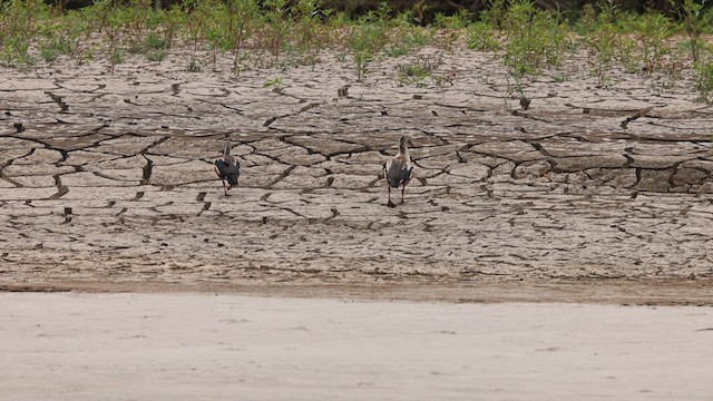 Orinoco Goose - ML641430934