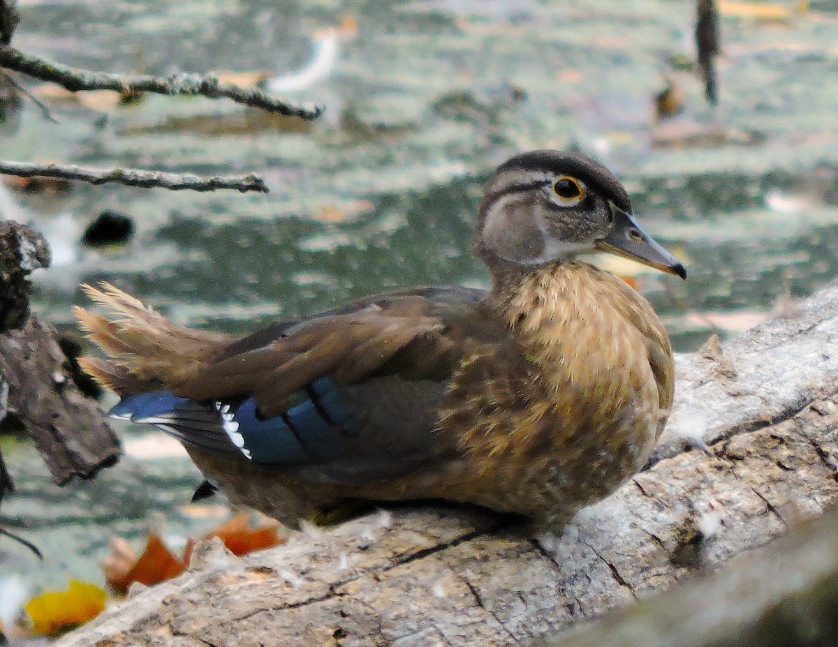 Wood Duck - ML641431014
