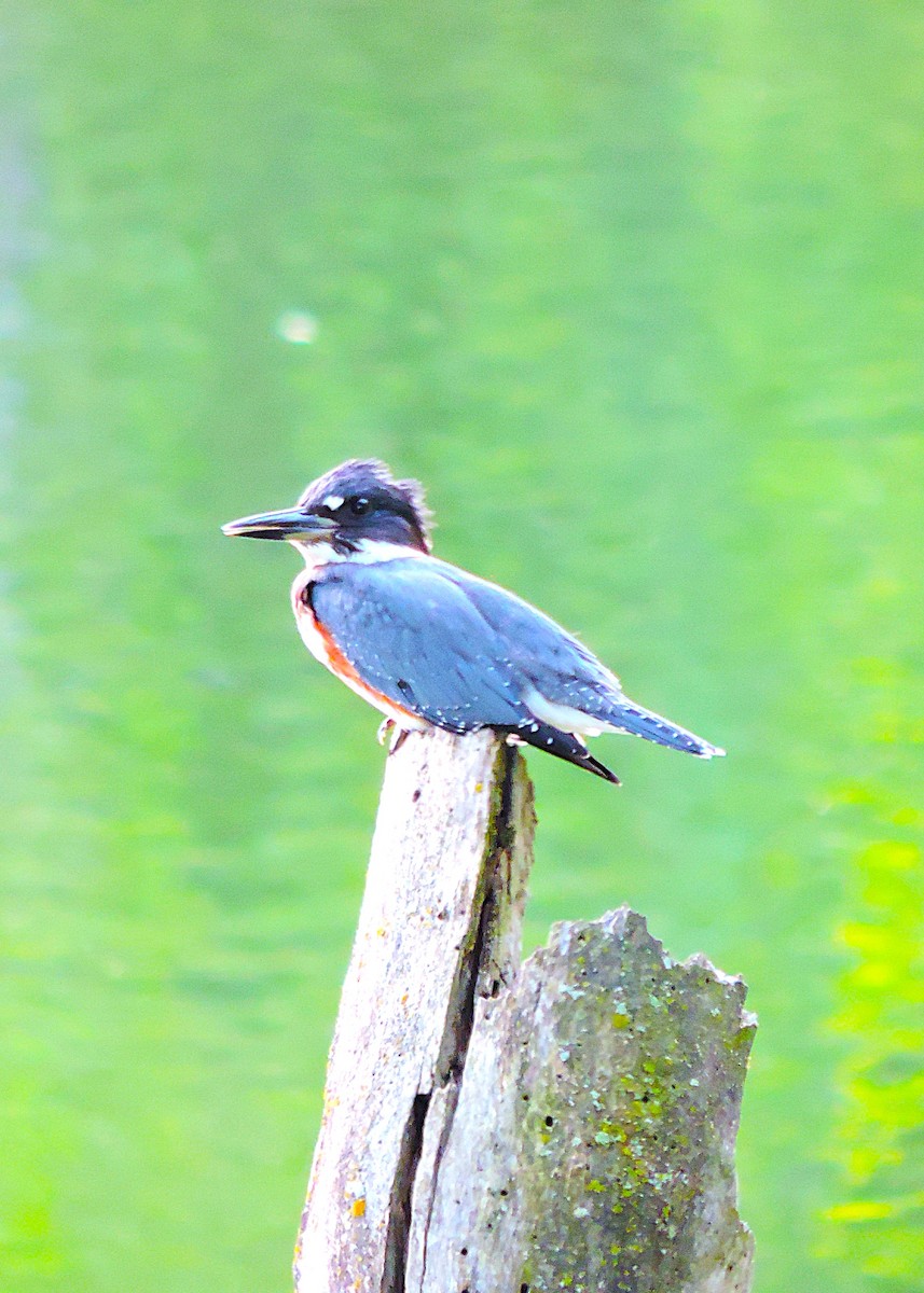Belted Kingfisher - ML641431028
