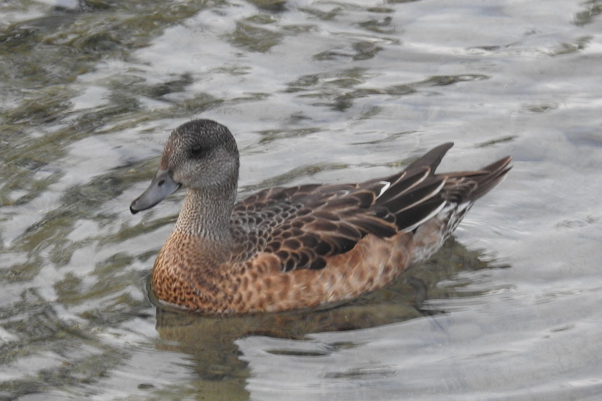 American Wigeon - ML641431036