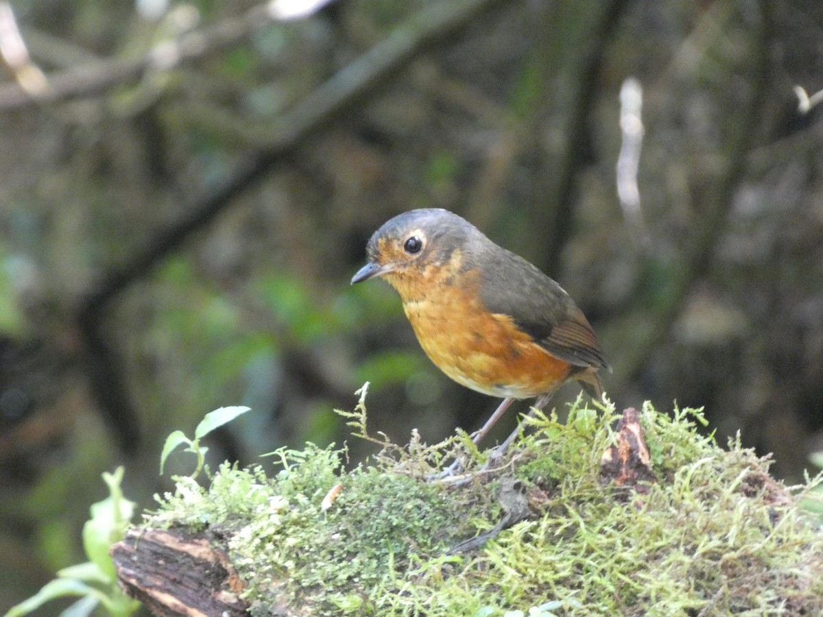 Slate-crowned Antpitta - ML641431053