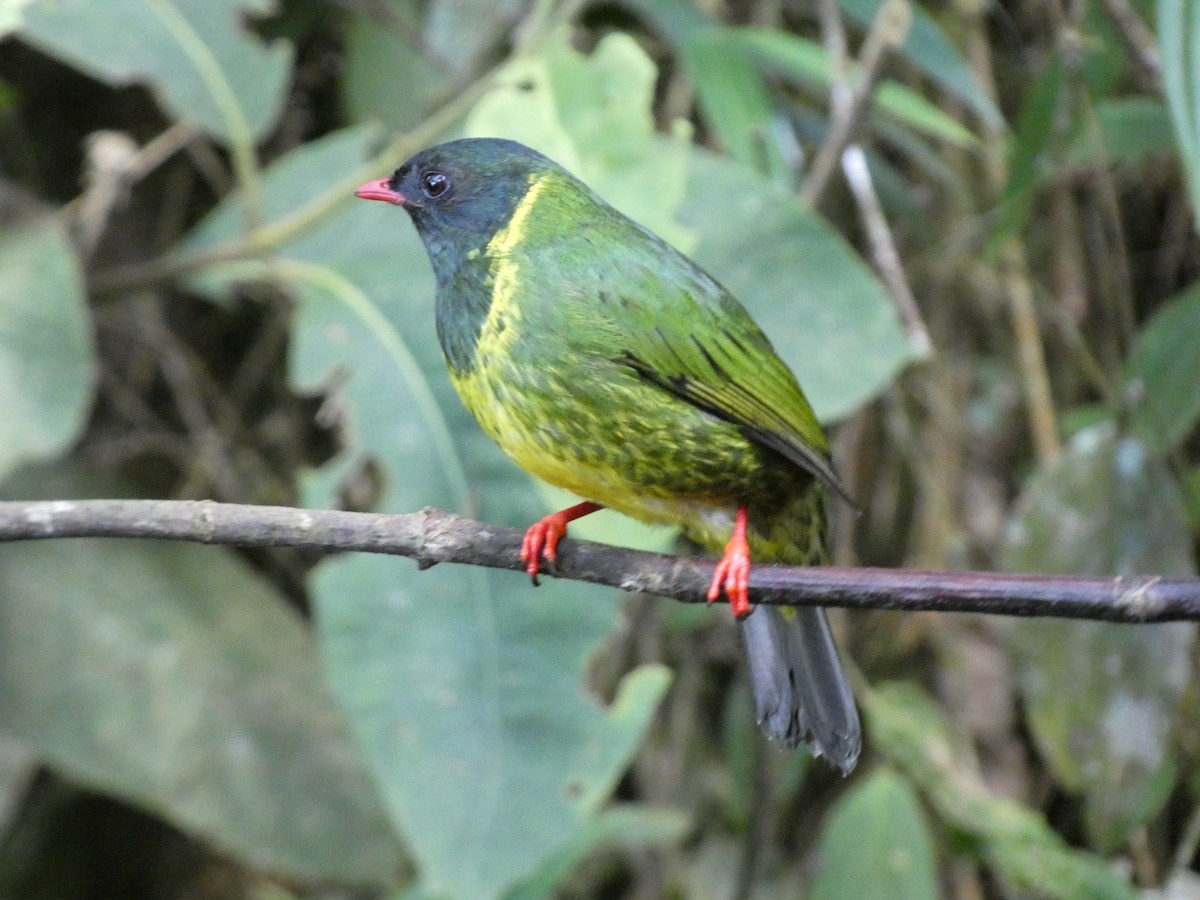 Cotinga vert et noir - ML641431059