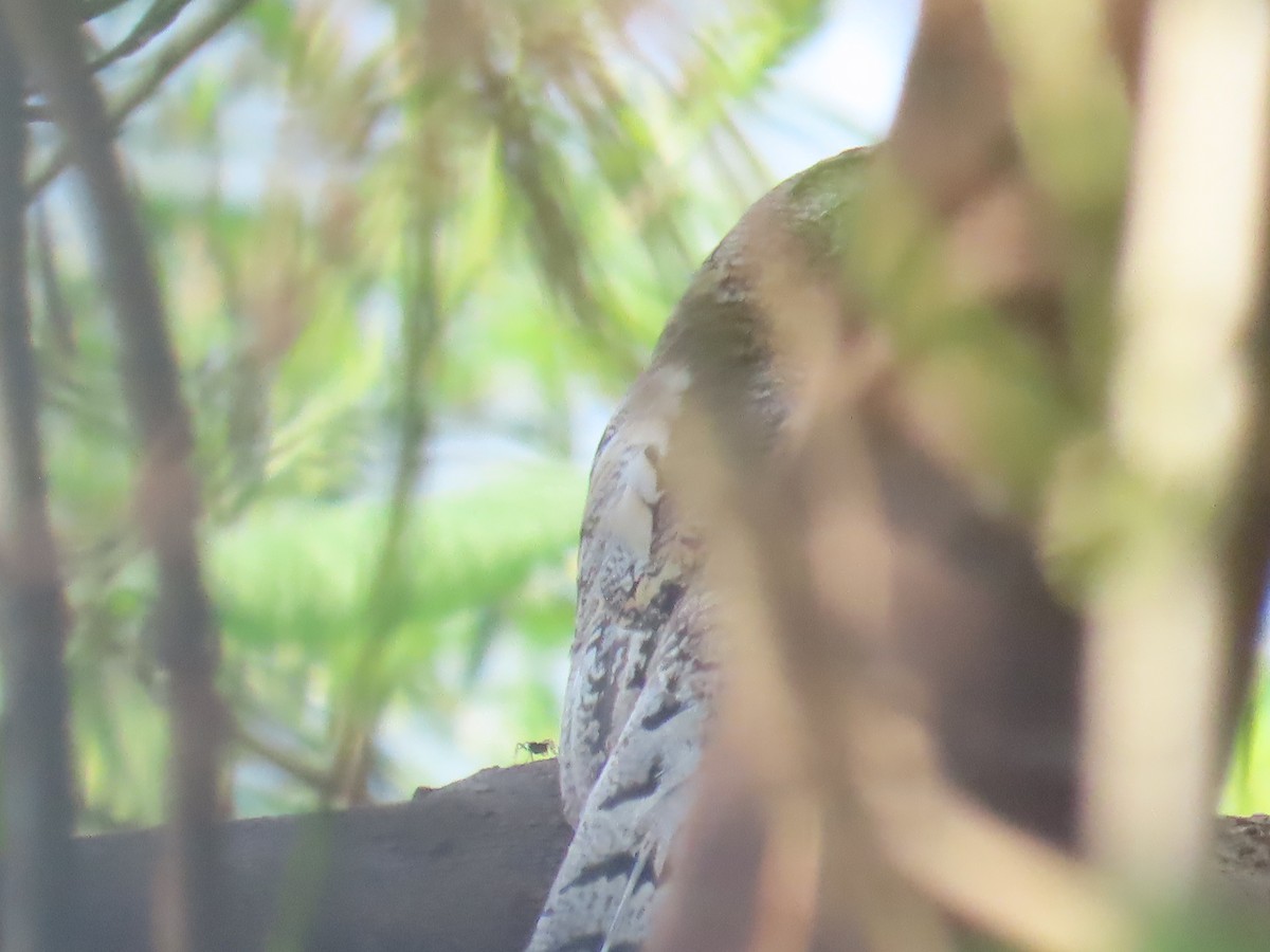Ladder-tailed Nightjar - ML641431061