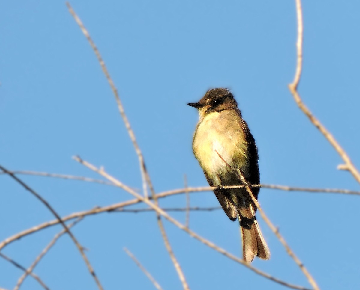 Eastern Phoebe - ML641431068