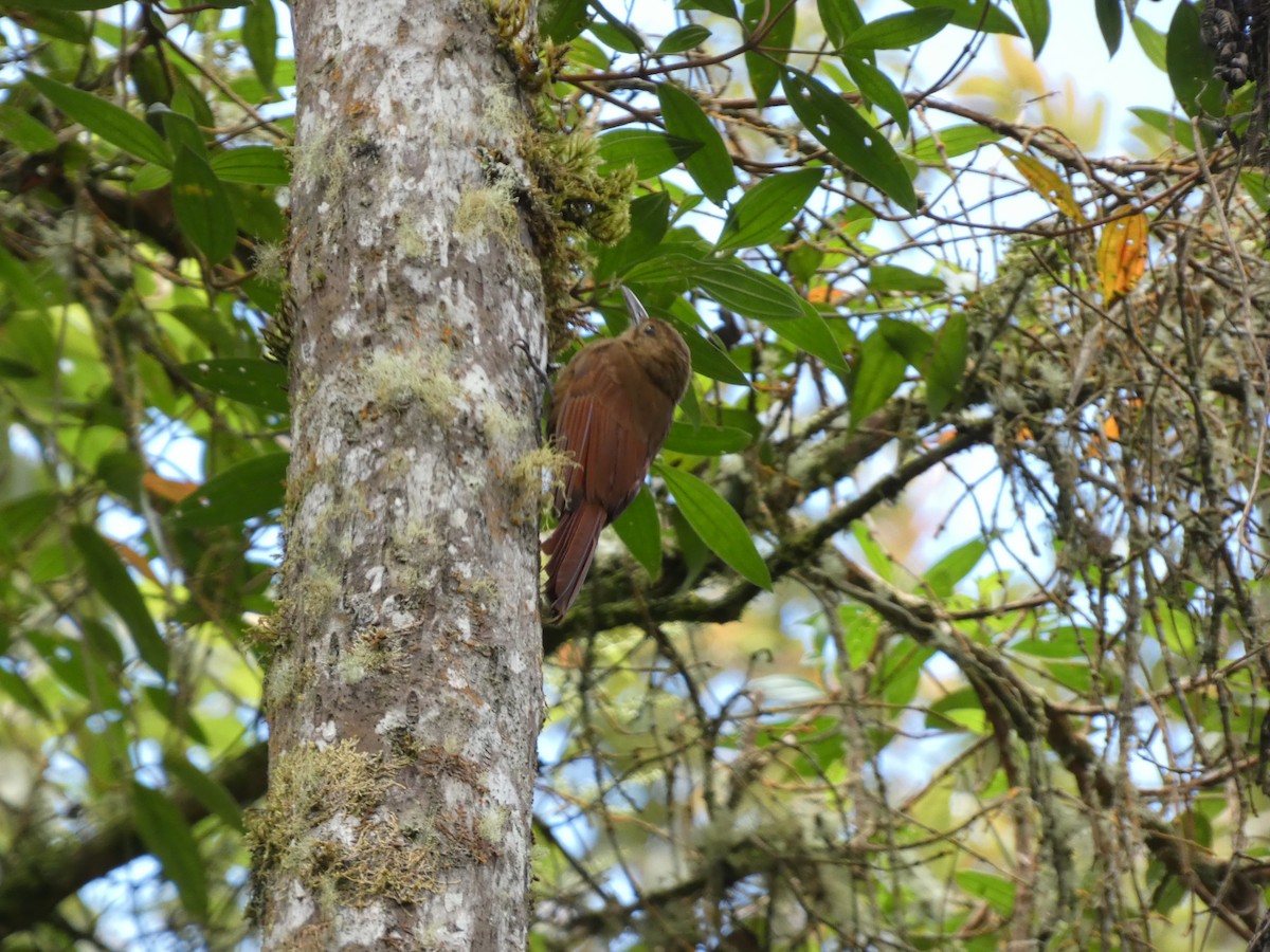 Tyrannine Woodcreeper - ML641431083