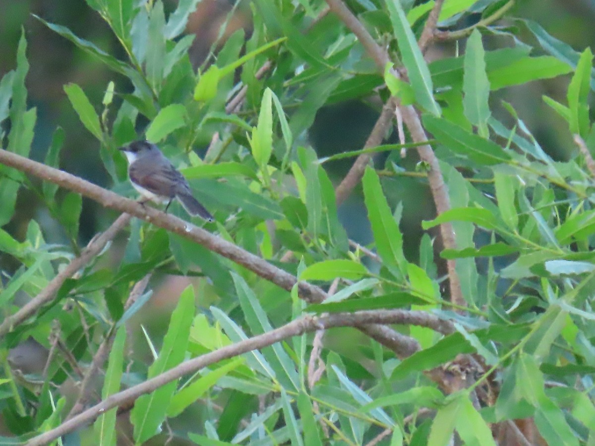 River Tyrannulet - ML641431093