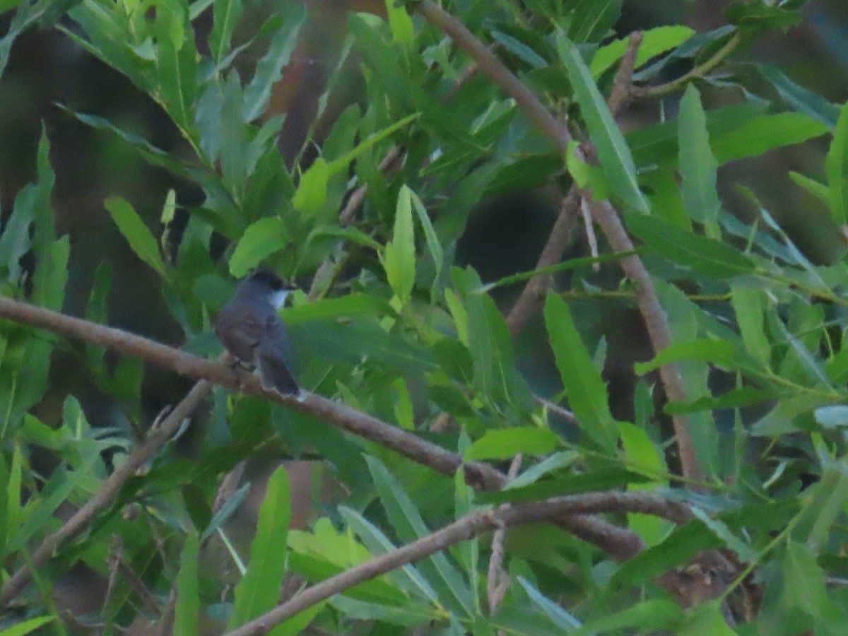 River Tyrannulet - ML641431097