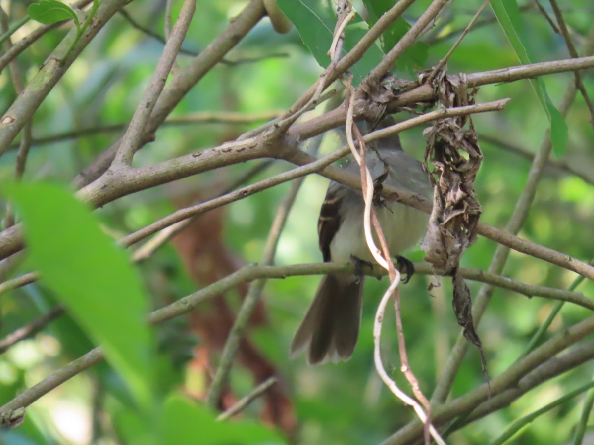 Fuscous Flycatcher - ML641431098