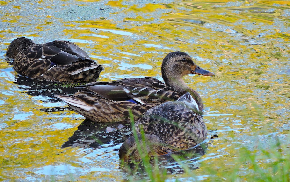 Mallard - ML641431103