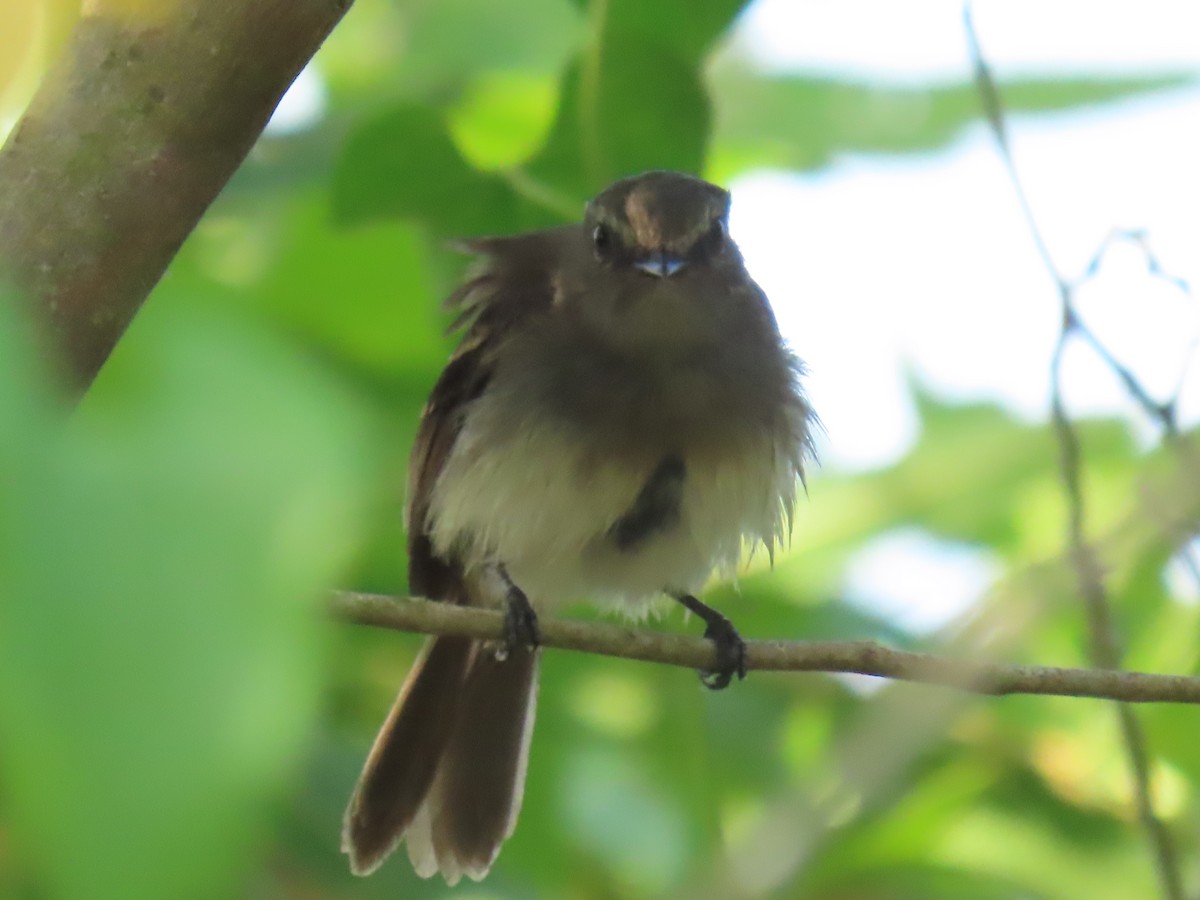 Fuscous Flycatcher - ML641431109