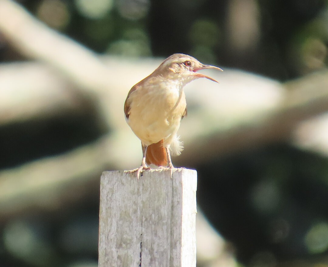 Lesser Hornero - ML641431112