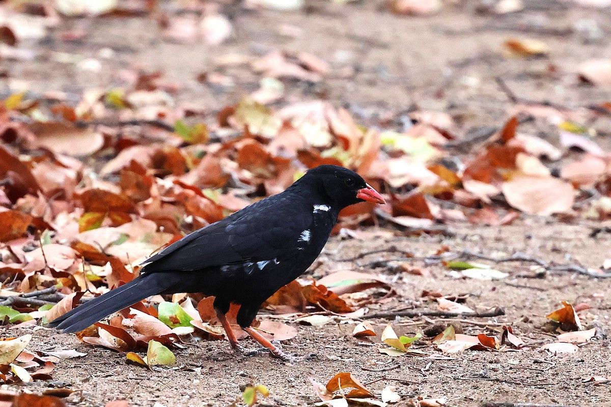 Red-billed Buffalo-Weaver - ML641431158