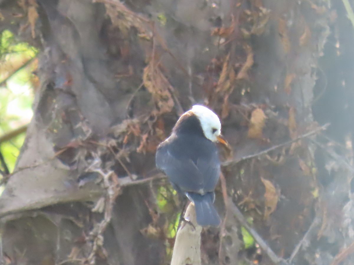 White-headed Marsh Tyrant - ML641431162