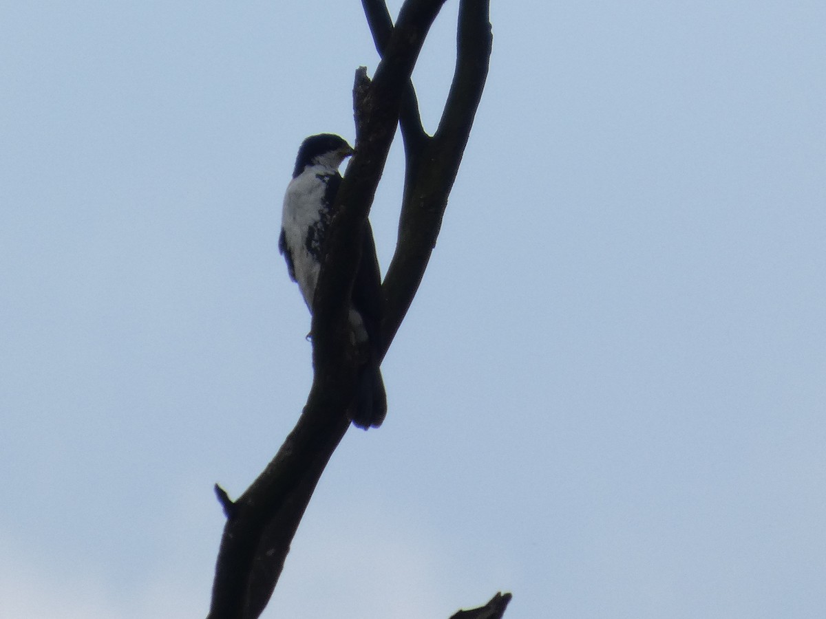Black Goshawk - ML641431164