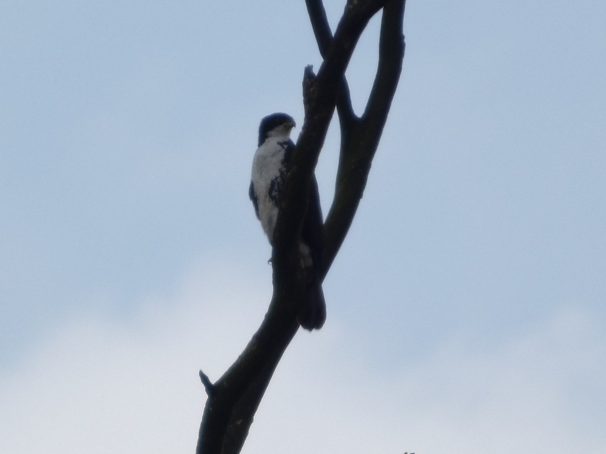 Black Goshawk - ML641431165