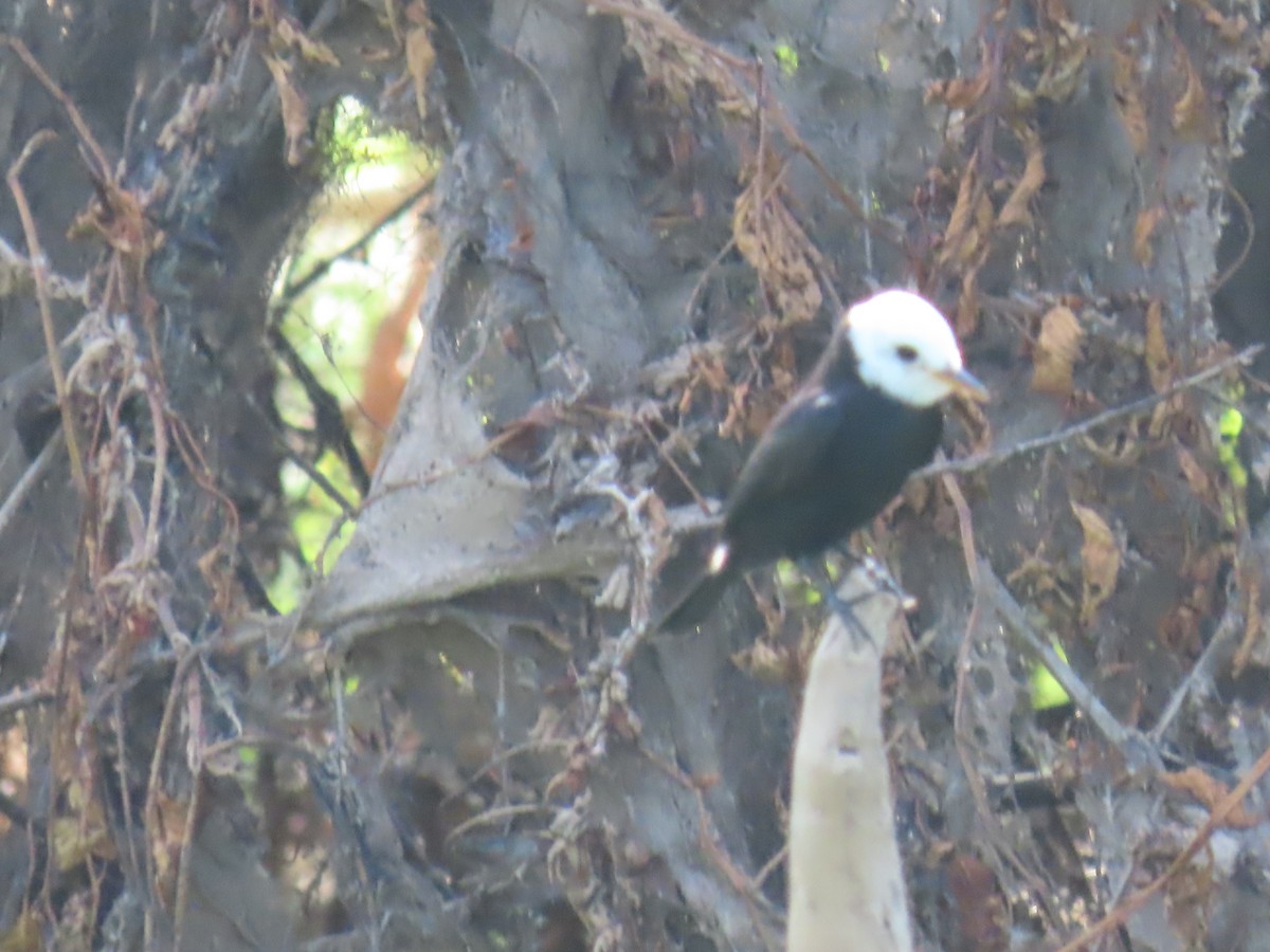 White-headed Marsh Tyrant - ML641431168
