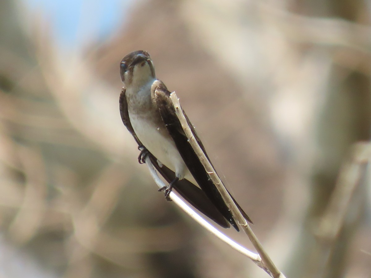 Brown-chested Martin - ML641431172
