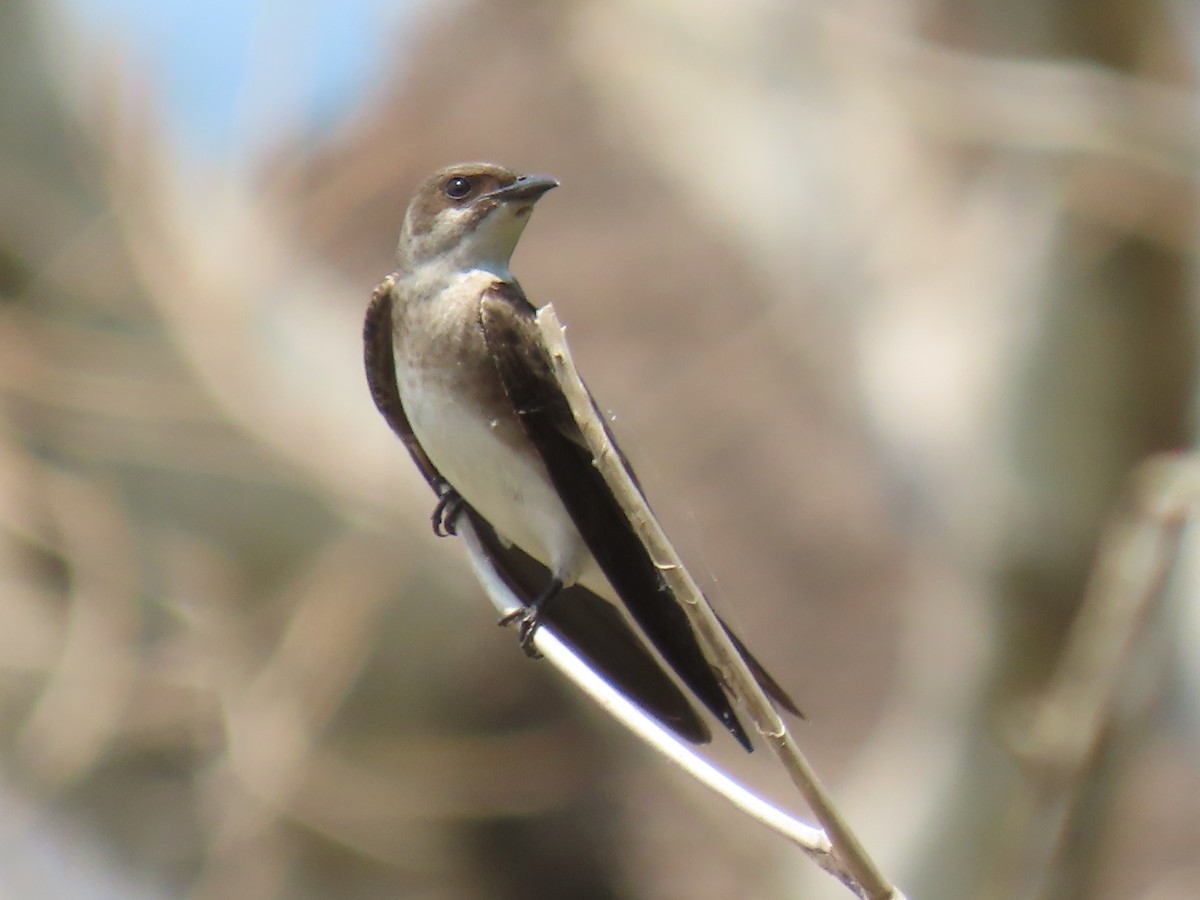 Brown-chested Martin - ML641431175