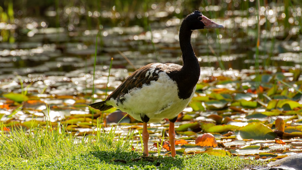 Magpie Goose - ML641431176