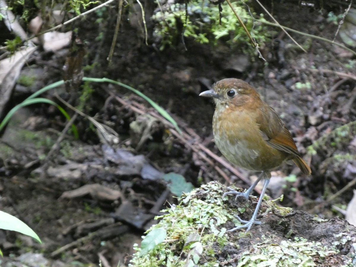 Brown-banded Antpitta - ML641431181
