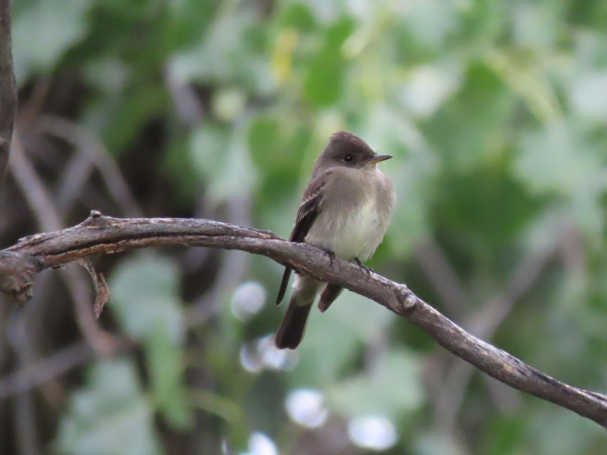 Western Wood-Pewee - ML641431191