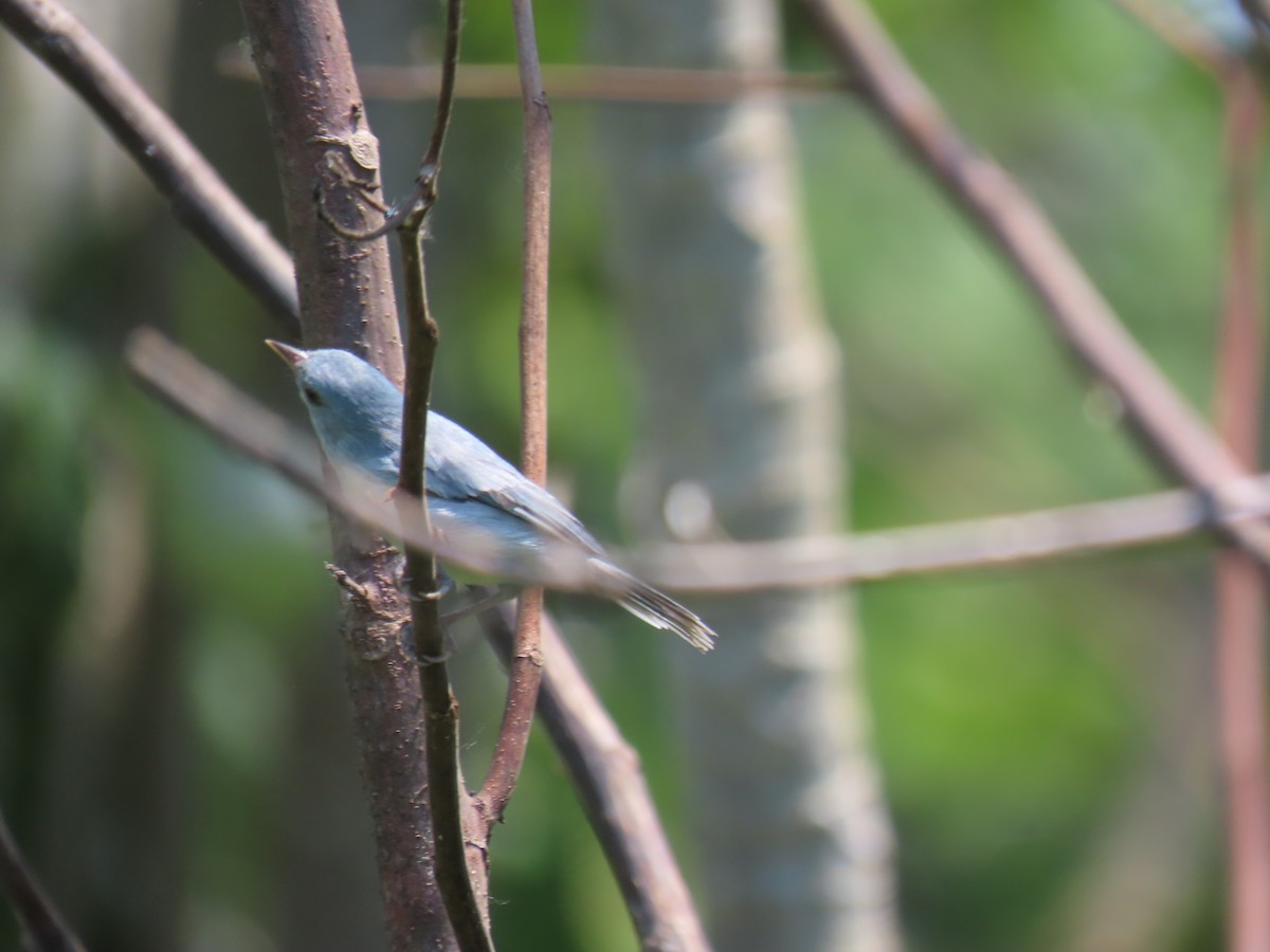 Pearly-breasted Conebill - ML641431205