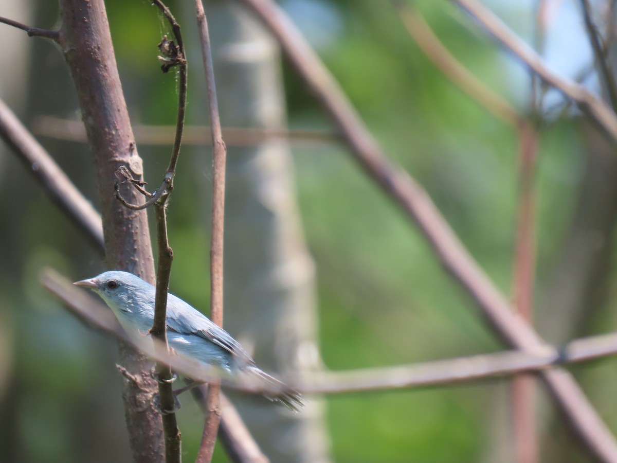 Pearly-breasted Conebill - ML641431208