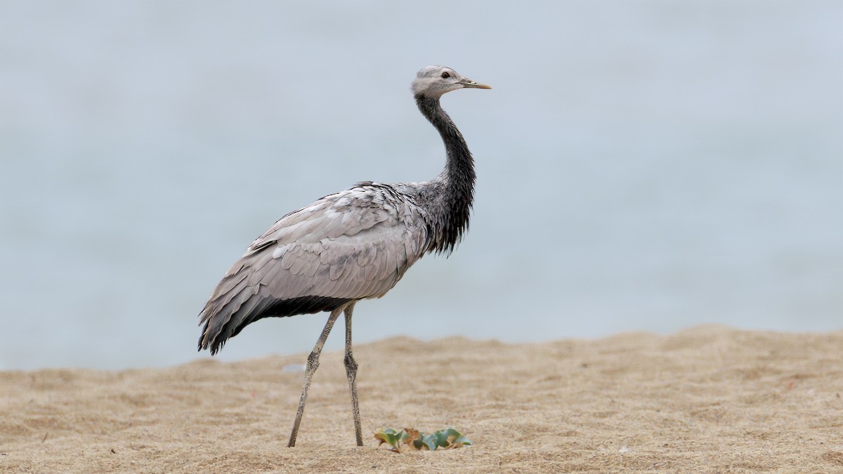 Damigella della Numidia - ML641431226